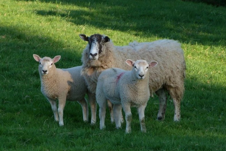 Проблемы овечьего сектора Великобритании, вызванные Covid-19