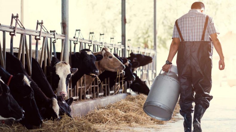 Британские фермеры вынуждены сбрасывать молоко