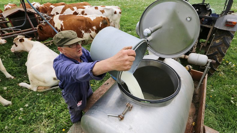Британские фермеры вынуждены сбрасывать молоко
