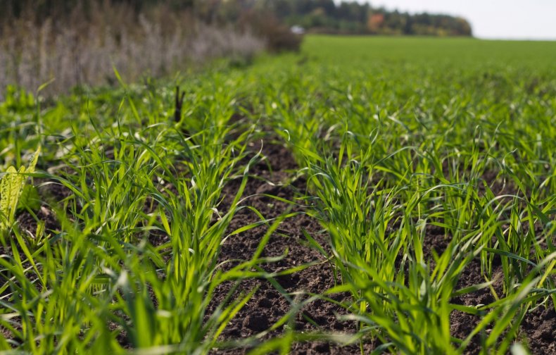 В Ирландии яровые зерновые высаживаются на 50% больше прошлогоднего посева