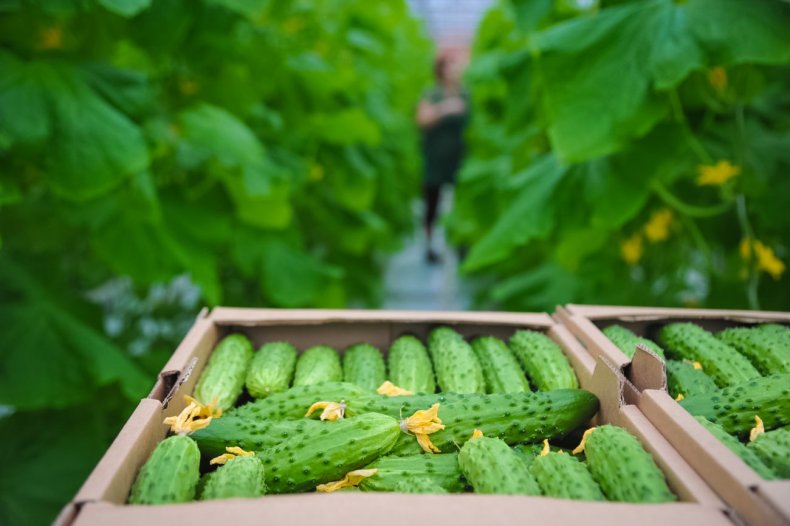 2,7 млн долларов на покупку болгарских тепличных овощей