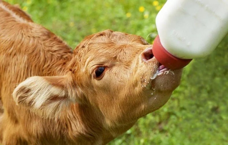 Поддержка фермеров Ирландии для сокращения количества молочных телят