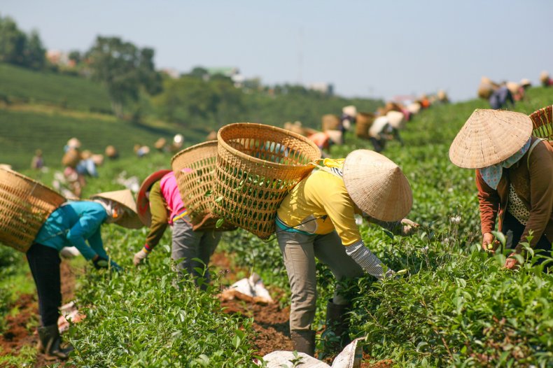 Призыв к инвестициям в одиннадцать проектов аграрного сектора Вьетнама