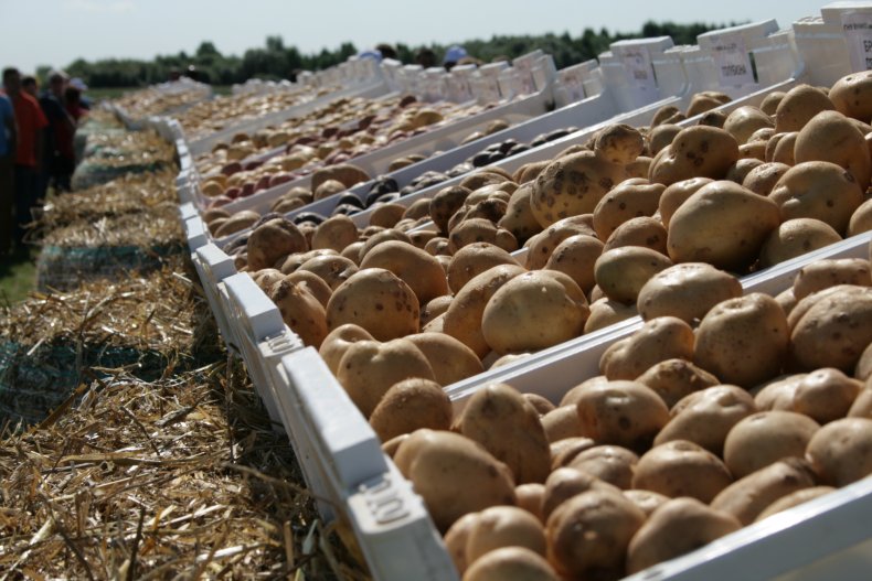 Нидерланды выделяют 50 млн евро производителям картофеля