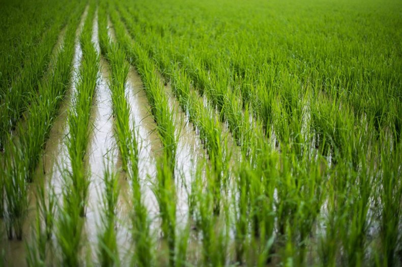Новое видение о будущем рисовой соломы
