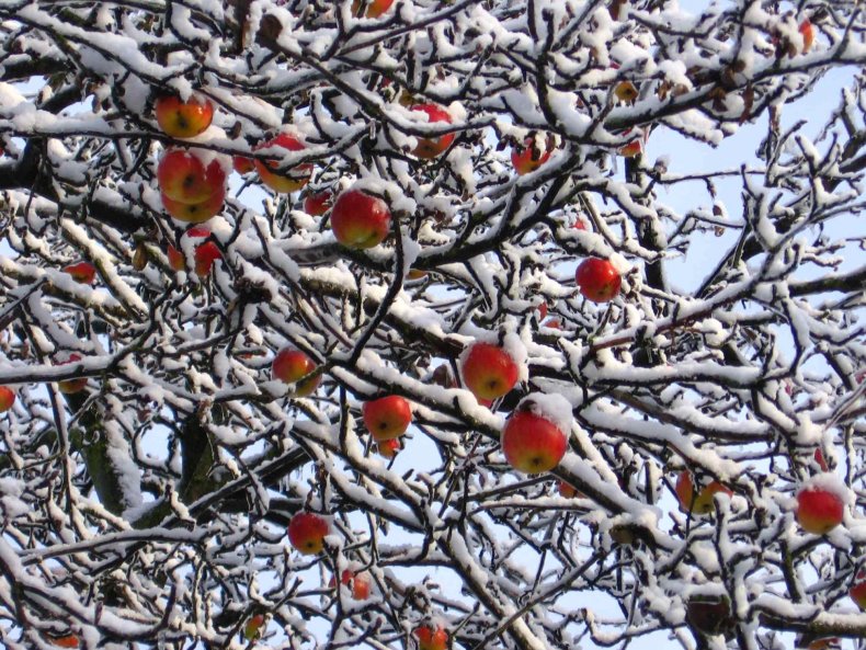 Морозы нанесли ущерб фруктовым садам