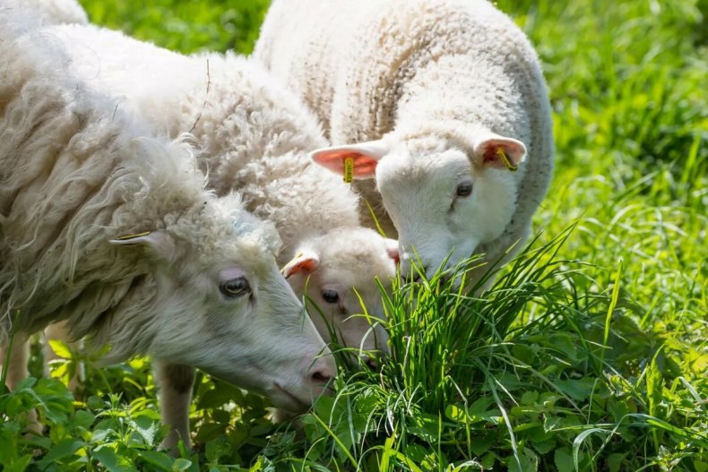 Сокращение количества травы для кормления животных