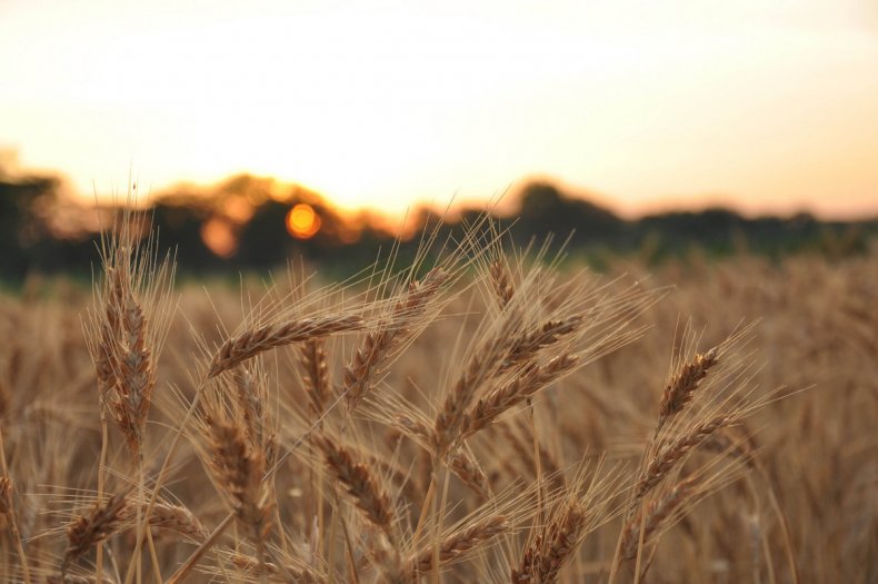 Сбор урожая пшеницы в Болгарии стартует в начале июля