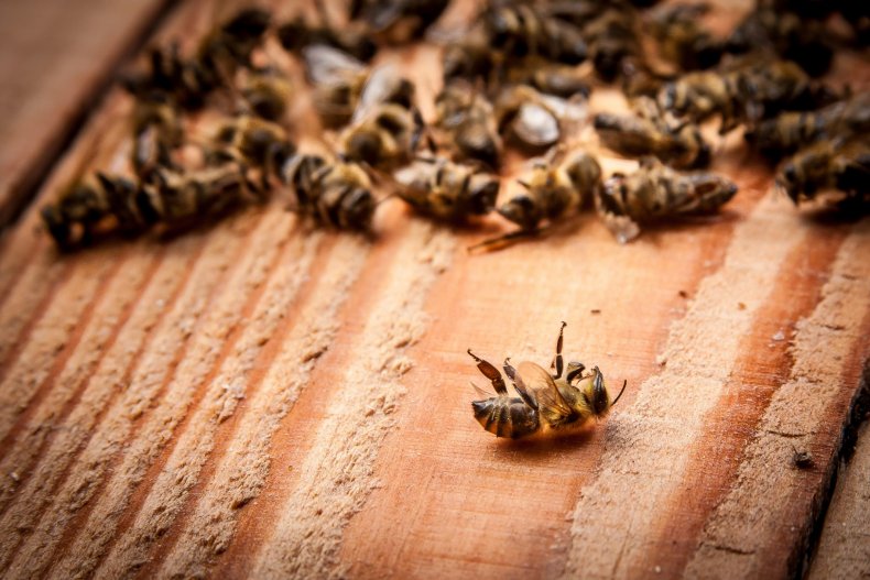 отравление пчел инсектицидами