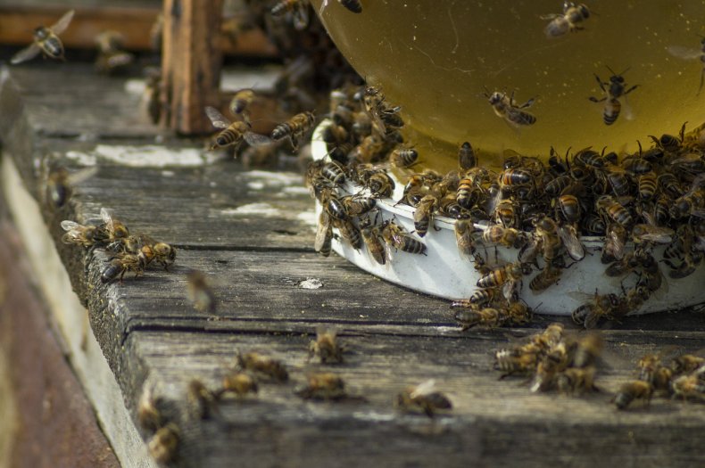 Отравление пчёл