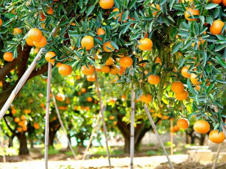 Валенсийские апельсины