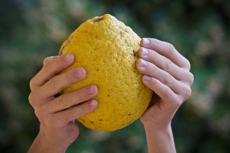 Рекордный по весу лимон