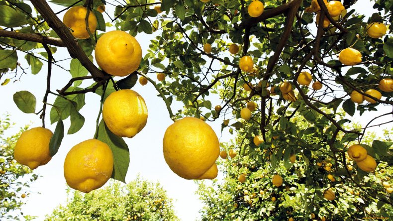 Сбор лимонов