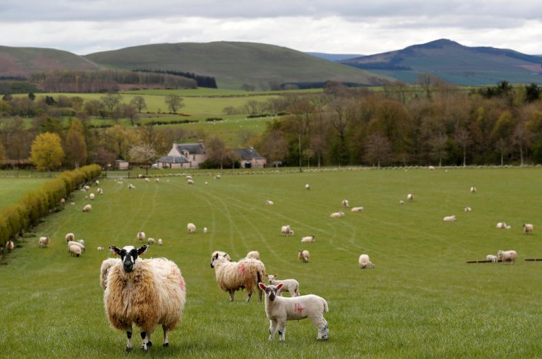Более 13 млн евро вернулись в Ирландию в качестве компенсации фермерам