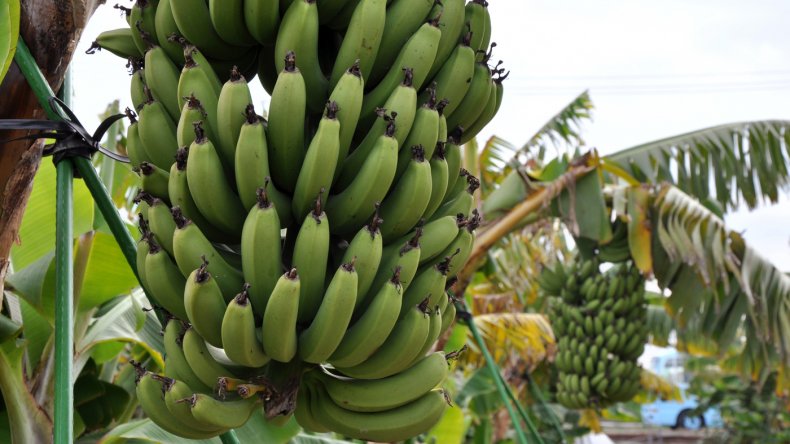 Урожай бананов
