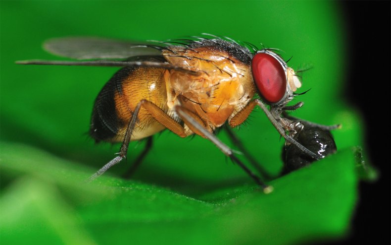 Плодовая муха