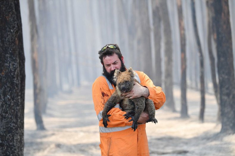 1,25 млрд погибших от пожаров животных