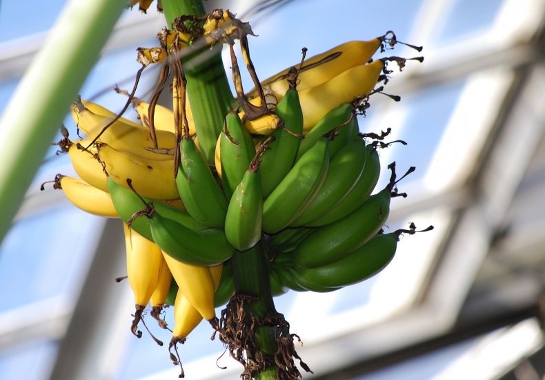 Карликовые бананы
