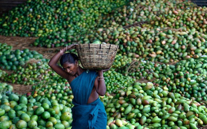 Выращивают около 20 млн тонн манго по всему миру