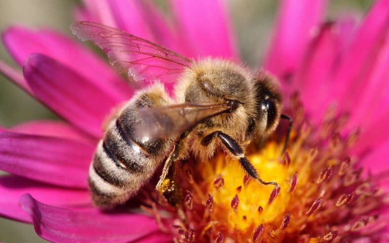 Пчёла опыляет цветы