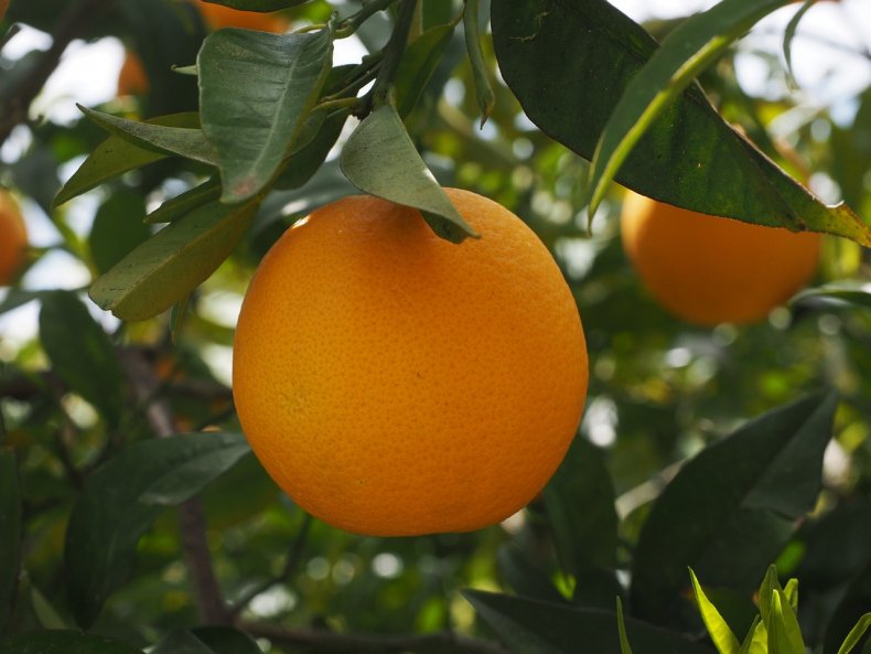 Возвращение апельсиновых плантаций в Кодагу
