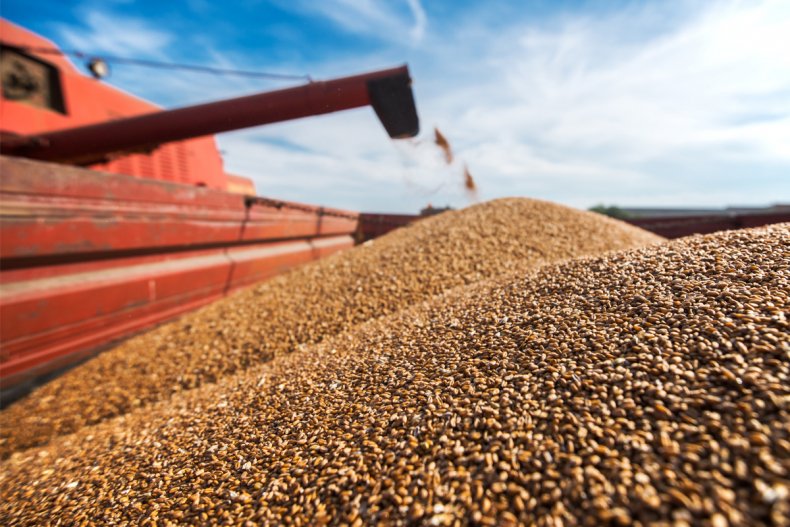 Болгария произвела меньше пшеницы в этом году, чем экспортировала в прошлом