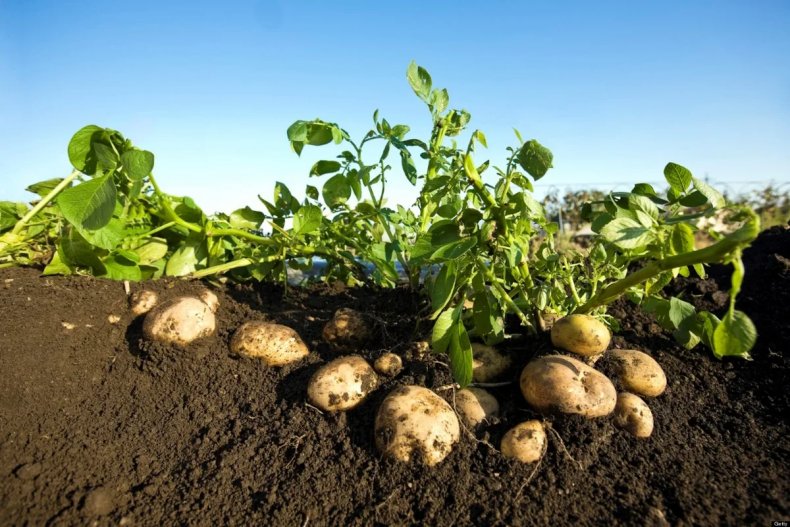 Фермеры, выращивающие картофель в Великобритании, опасаются за урожай в этом году