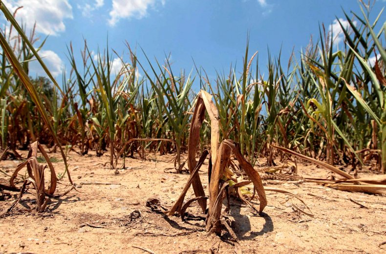 Потери урожая из-за сильной засухи
