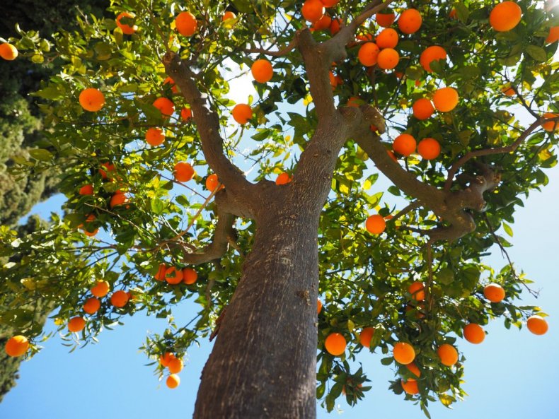 Крупное дерево апельсина