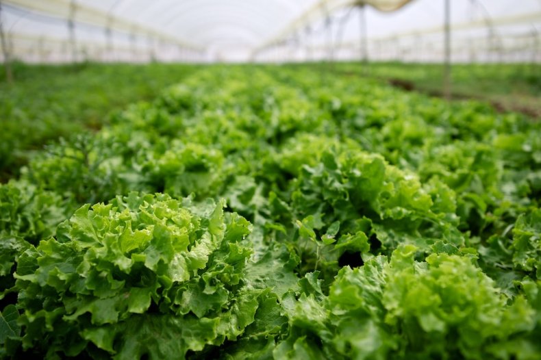 Ежедневно на ферме в Японии выращивают 30 000 кочанов салата