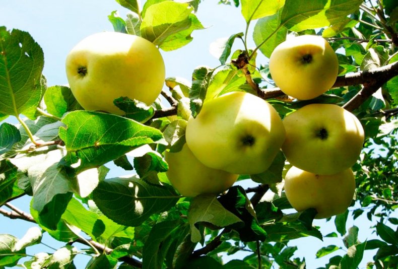 В Ирландии треть урожая яблок 2020 года потеряна из-за недавних штормов