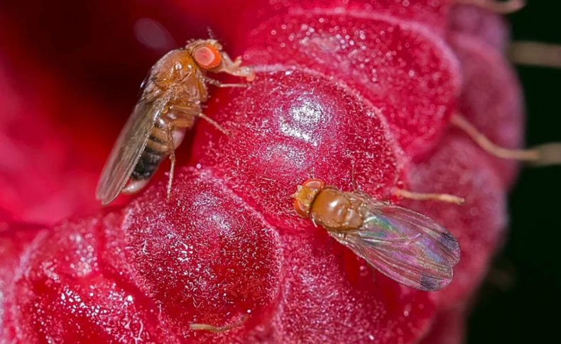 Плодовая муха на малине