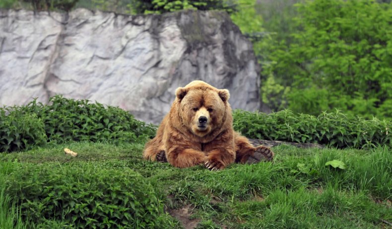 Медведи в Венгрии