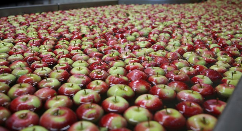 Производство яблок