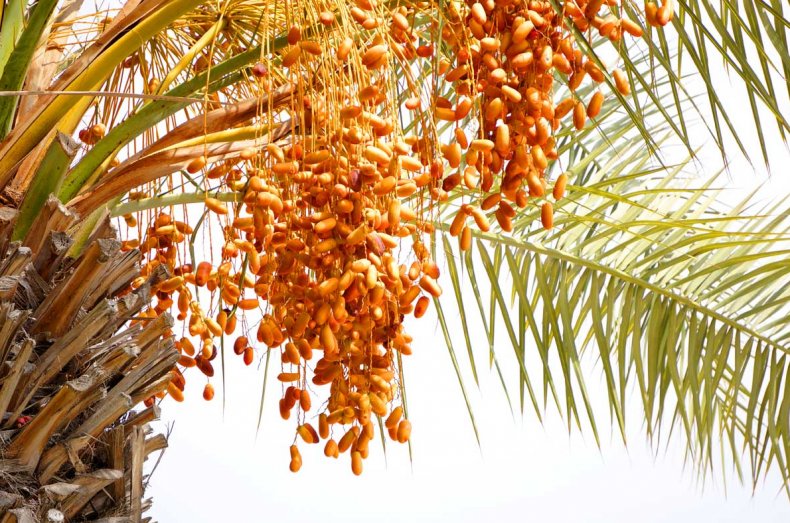 Финиковая пальма