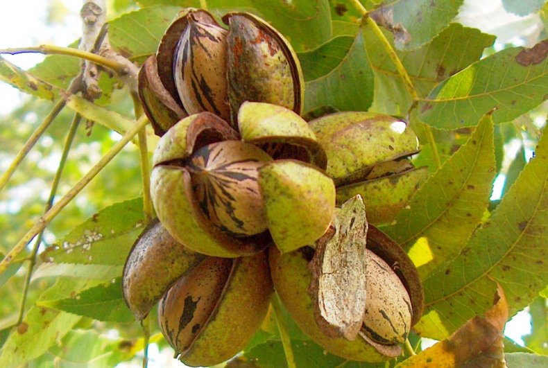 Орехи пекан на дереве