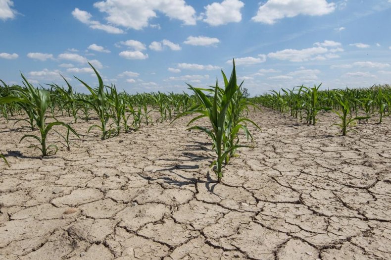 Засуха при выращивании кукурузы