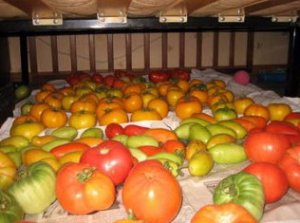 Хранение зеленых помидоров