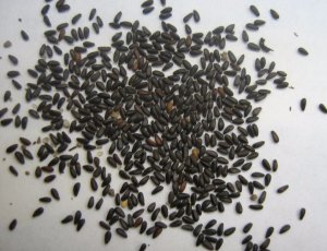 Семена мелиссы