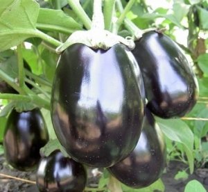 Сорт «Черный красавец» нежелательно выращивать в открытом грунте