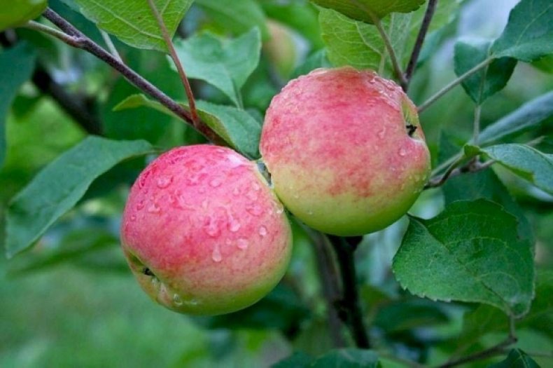 яблоки сорта Мантет очень сладкие