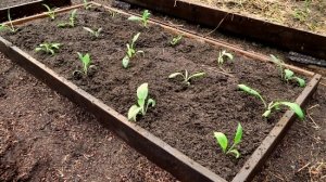 Как выращивать артишоки и когда собирают урожай артишоков?