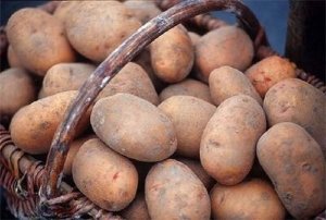 Выращивание картошки по голландской технологии