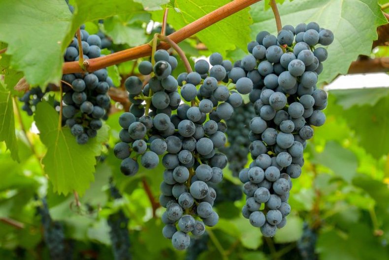Амурский виноград