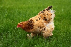 Описания куриных болезней