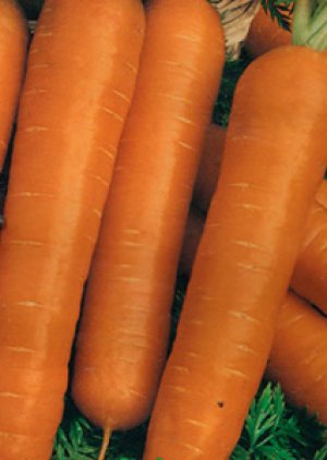 Соки из моркови «Настена» очень вкусные