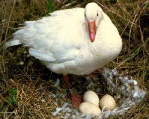 Слишком большие яйца могут стать причиной желточного перитонита