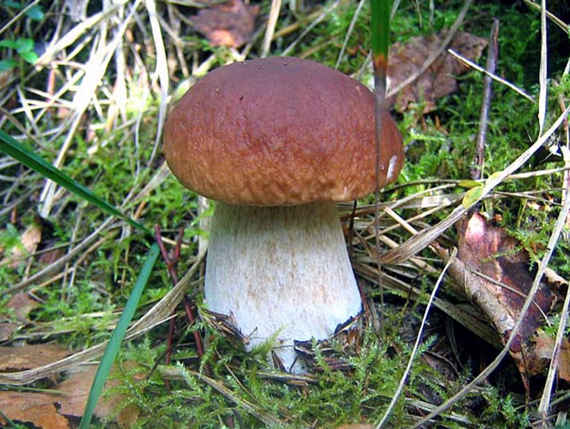 Как называется белый гриб с белой ножкой. Белый гриб (Boletus edulis) — иллюстрация 3