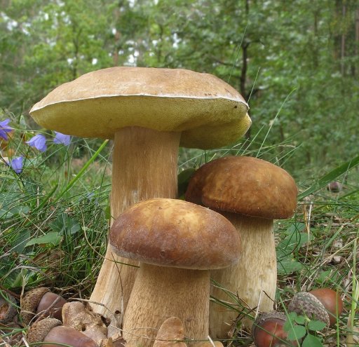 Как называется белый гриб с белой ножкой. Белый гриб (Boletus edulis) — иллюстрация 8