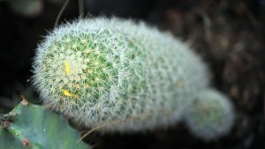 Вредители кактусов и способы борьбы с ними